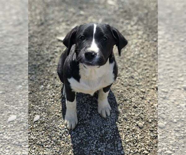 Medium Photo #1 Saint Bernard-Unknown Mix Puppy For Sale in Woodsfield, OH, USA