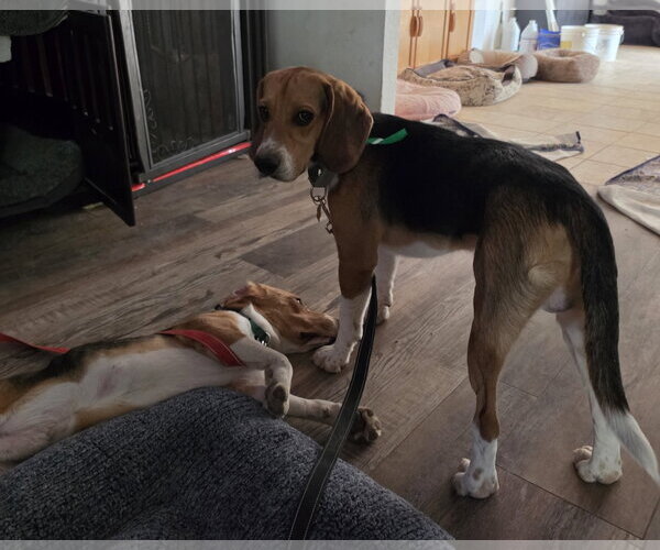Medium Photo #12 Beagle Puppy For Sale in Las Vegas, NV, USA