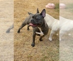 Small Photo #24 French Bulldog Puppy For Sale in BRYAN, TX, USA