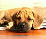 Small Photo #7 Puggle Puppy For Sale in PINE GROVE, PA, USA