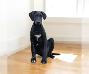 Great Dane Dogs for adoption in Vail, AZ, USA