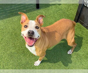 Mutt Dogs for adoption in Orange, CA, USA