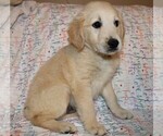Small Photo #8 Golden Retriever Puppy For Sale in BLOOMINGTON, IN, USA
