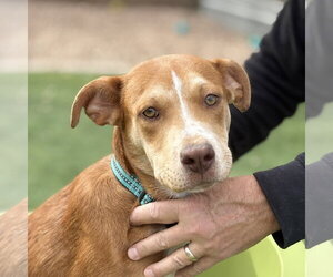 Beagle-Unknown Mix Dogs for adoption in Chandler, AZ, USA