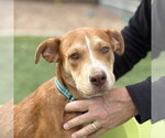 CAGNEY - Female Beagle-Unknown Mix Dog for Adoption - Small photo