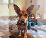 Ginny (G Sisters) - Female Labrador Retriever-Unknown Mix Dog for Adoption - Small photo