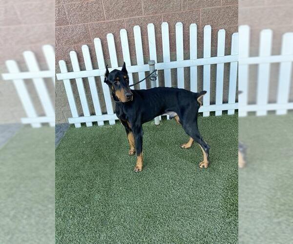 Medium Photo #1 Doberman Pinscher Puppy For Sale in Modesto, CA, USA