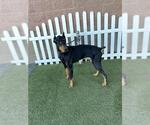 Small Doberman Pinscher