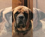 Small #4 Mastiff