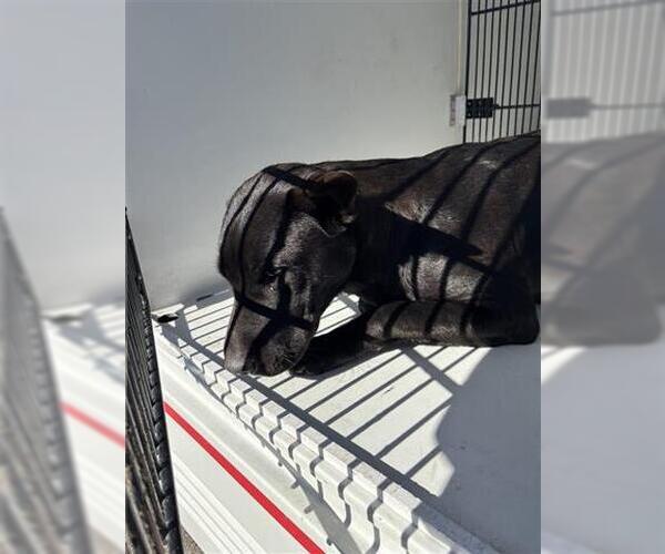 Medium Photo #1 Labrador Retriever-Unknown Mix Puppy For Sale in Houston, TX, USA