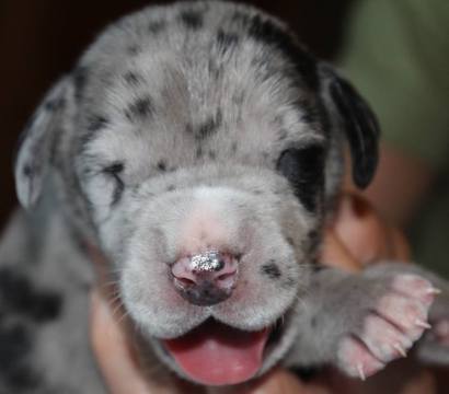 Medium Photo #1 Great Dane Puppy For Sale in DEER LODGE, MT, USA