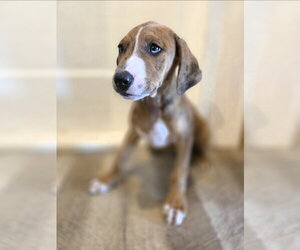 Catahoula Leopard Dog-Unknown Mix Dogs for adoption in New London, WI, USA