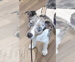 Small #1 Australian Shepherd-Chihuahua Mix