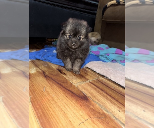 Medium Photo #3 Pomeranian Puppy For Sale in SACRAMENTO, CA, USA