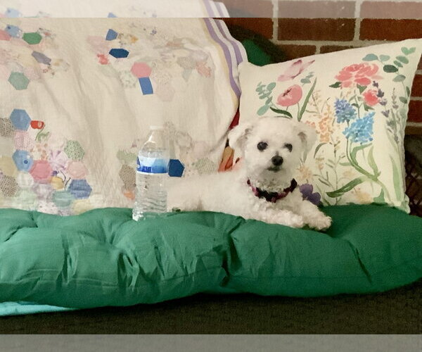 Medium Photo #7 Bichon Frise-Unknown Mix Puppy For Sale in Alexandria, KY, USA