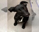 Small Border Collie Mix