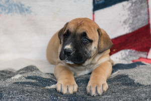 Labrador Retriever Puppy for sale in CUYAHOGA FALLS, OH, USA