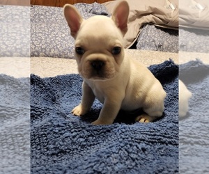 French Bulldog Puppy for Sale in FRANKLINVILLE, New Jersey USA