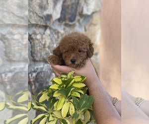 Poodle (Toy) Puppy for sale in TAMPA, FL, USA