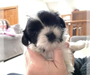 Shih Tzu Puppy for sale in HUMBOLDT, IA, USA
