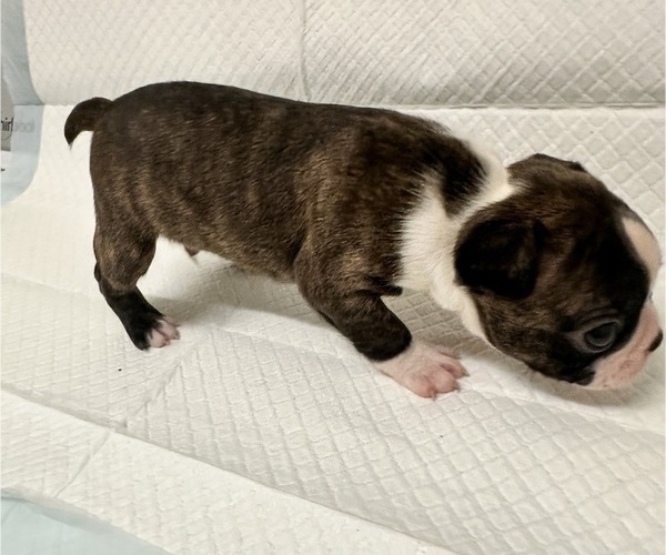 Medium Photo #1 Boston Terrier Puppy For Sale in JACKSONVILLE, NC, USA