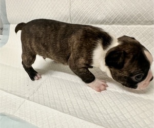 Medium Boston Terrier