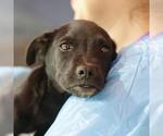 Small Labrador Retriever Mix