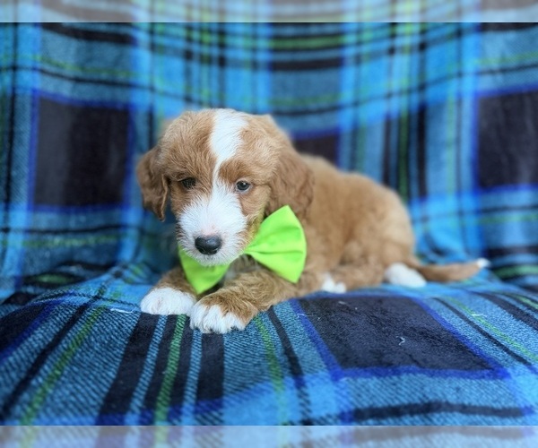 Medium Photo #5 Cavapoo Puppy For Sale in LAKELAND, FL, USA