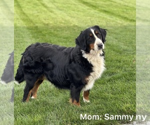 Mother of the Bernese Mountain Dog puppies born on 10/10/2022