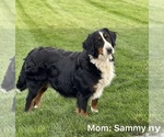 Small Photo #1 Bernese Mountain Dog Puppy For Sale in FREDERICKSBURG, OH, USA