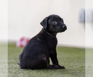 Dancer Pup - Waltz - Male Mutt Dog for Adoption - Photo #6