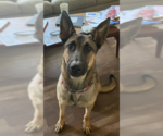 Small #3 German Shepherd Dog Mix