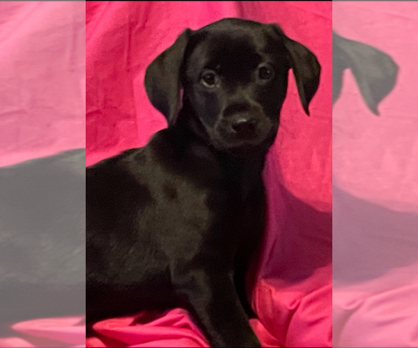 Medium Photo #2 Labrador Retriever Puppy For Sale in REDDING, CA, USA