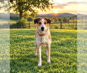 Ellie - Female Mutt Dog for Adoption - Photo #2