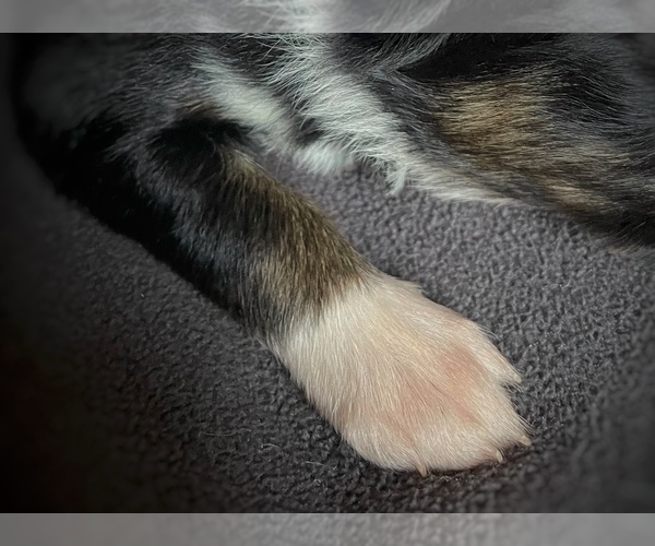 Medium Photo #1 Border Collie-Papillon Mix Puppy For Sale in CULPEPER, VA, USA