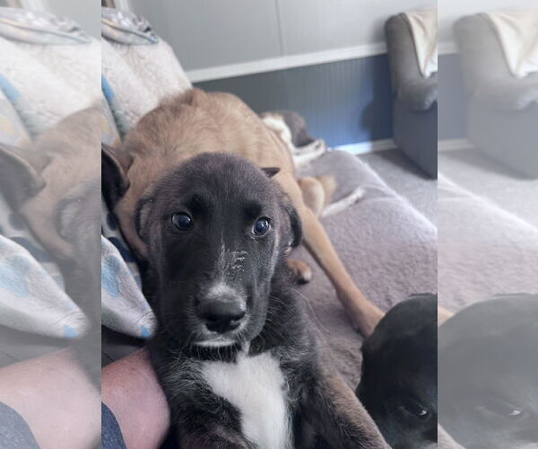 Medium Photo #3 Labrador Retriever-Mountain Cur Mix Puppy For Sale in Crossville, AL, USA