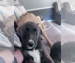 Small #2 Labrador Retriever-Mountain Cur Mix