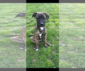 Boxador Dogs for adoption in pomfret, CT, USA