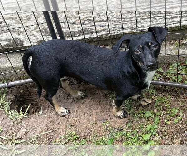 Medium Photo #2 Chiweenie Puppy For Sale in Cranston, RI, USA