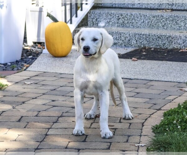Medium Photo #4 Golden Retriever Puppy For Sale in SYRACUSE, IN, USA
