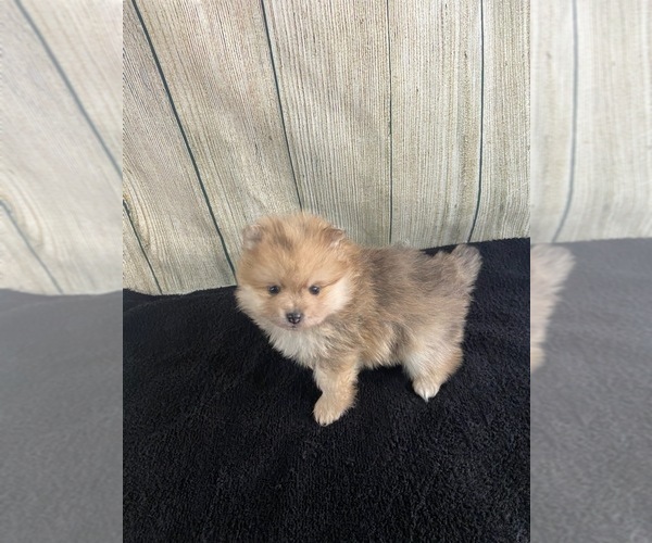 Medium Photo #1 Pomeranian Puppy For Sale in SIOUX FALLS, SD, USA
