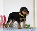 Small #2 Airedale Terrier