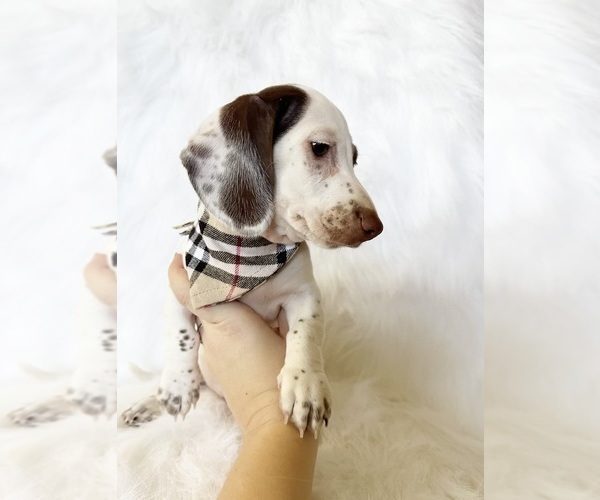 Medium Photo #7 Dachshund Puppy For Sale in DAVIS, CA, USA