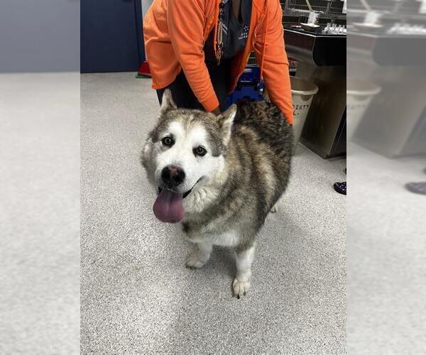 Medium Photo #1 Alaskan Malamute Puppy For Sale in Tallahassee, FL, USA