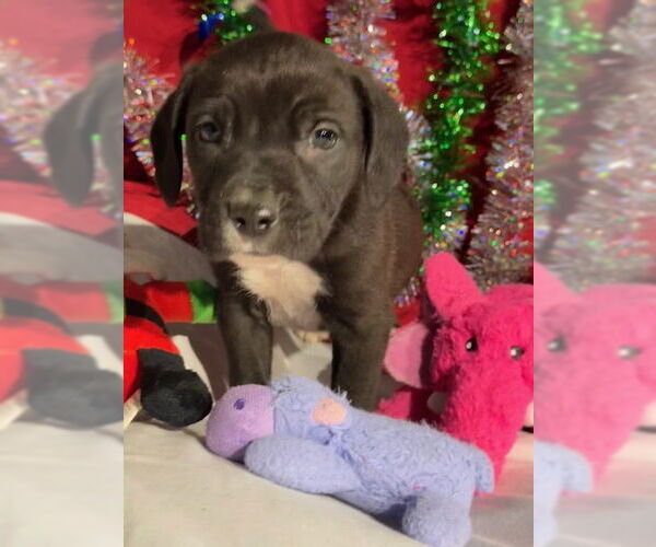 Medium Photo #4 American Bulldog-Labrador Retriever Mix Puppy For Sale in Tarrytown, GA, USA