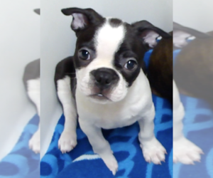 Boston Terrier Puppy for sale in BENEDICT, KS, USA