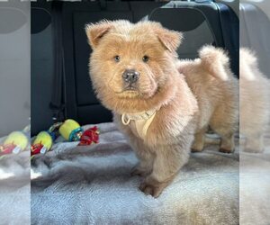 Chow Chow Puppy for sale in DULUTH, GA, USA