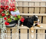 Puppy Bonnie Bernese Mountain Dog