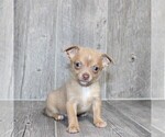 Small #26 Chihuahua