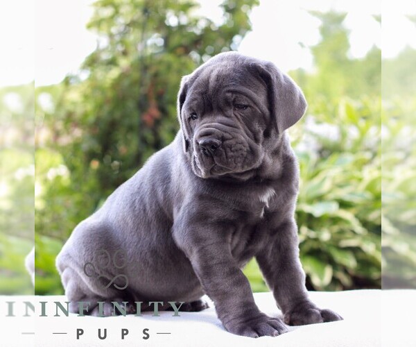 Medium Photo #2 Cane Corso Puppy For Sale in LANCASTER, PA, USA